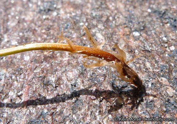 Image of Oregon cliff fern