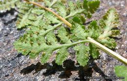 Image of Oregon cliff fern