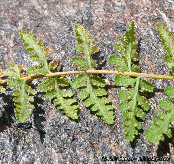 Image of Oregon cliff fern