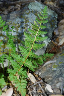 Image of Oregon cliff fern