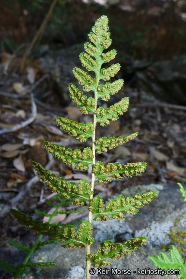 Image of Oregon cliff fern