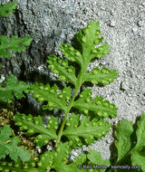 Image of Oregon cliff fern