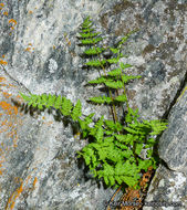 Image of brittle bladder fern