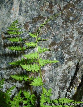 Image of brittle bladder fern