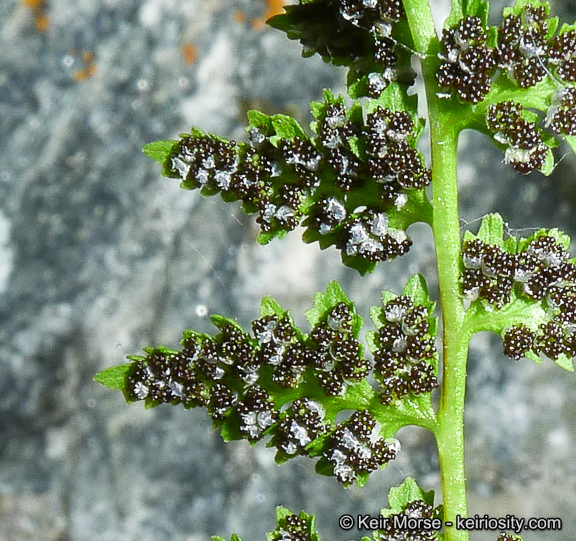 Image of brittle bladder fern