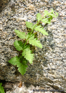 Image of Cystopteris dickieana R. Sim