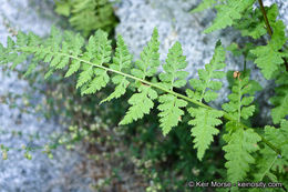 Image of brittle bladder fern