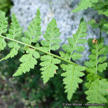 Image of Cystopteris dickieana R. Sim