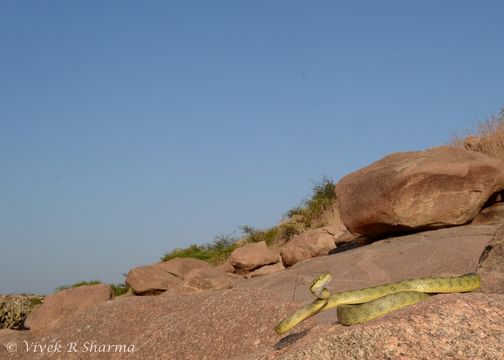 Image of Yellow-green Cat Snake