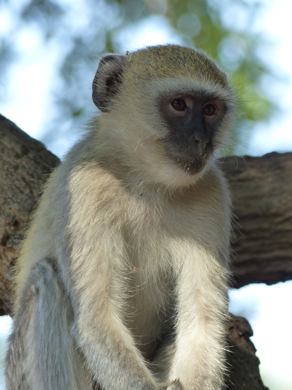 Image of Vervet Monkey