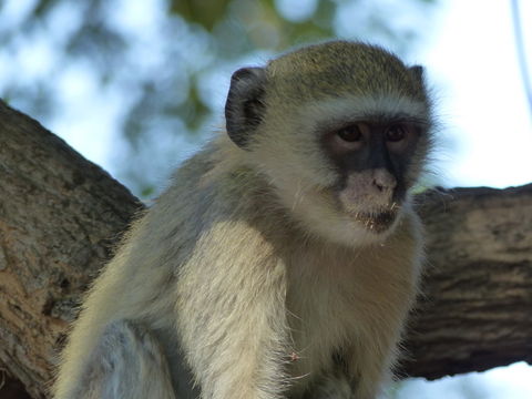 Image of Vervet Monkey