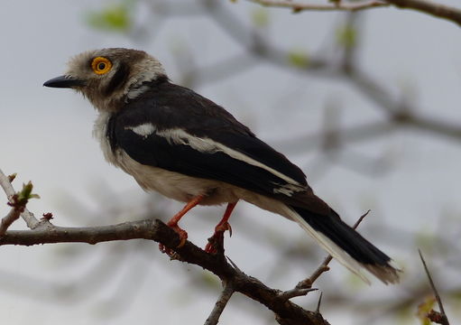 Image of White Helmet Shrike