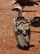 Image of White-backed Vulture