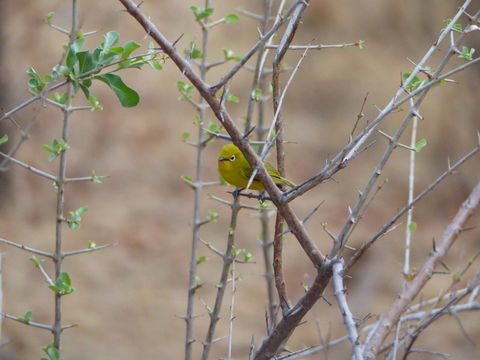 Image of African Yellow White-eye