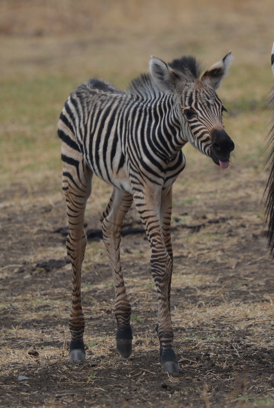 Image of Chapman's zebra