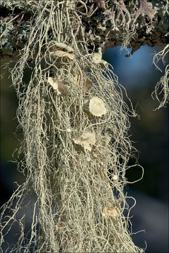 Image of Beard lichen