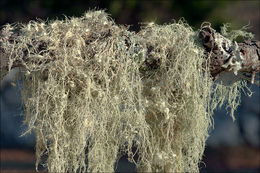 Imagem de Usnea filipendula Stirt.