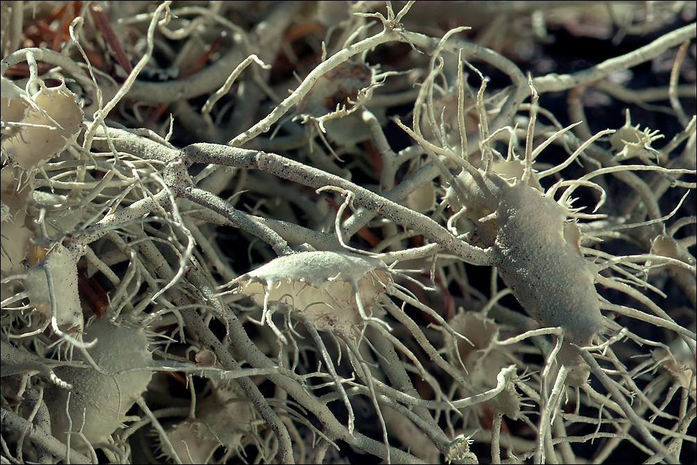 Image of Beard lichen