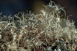 Image of Beard lichen