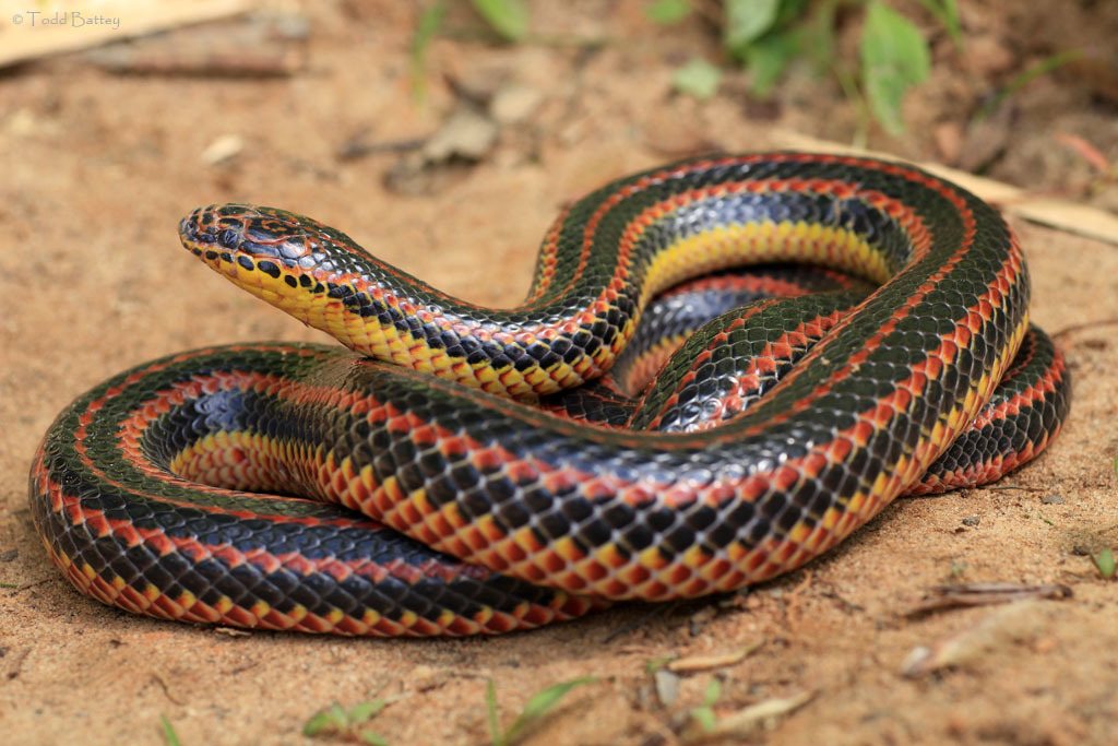 Rainbow Snake