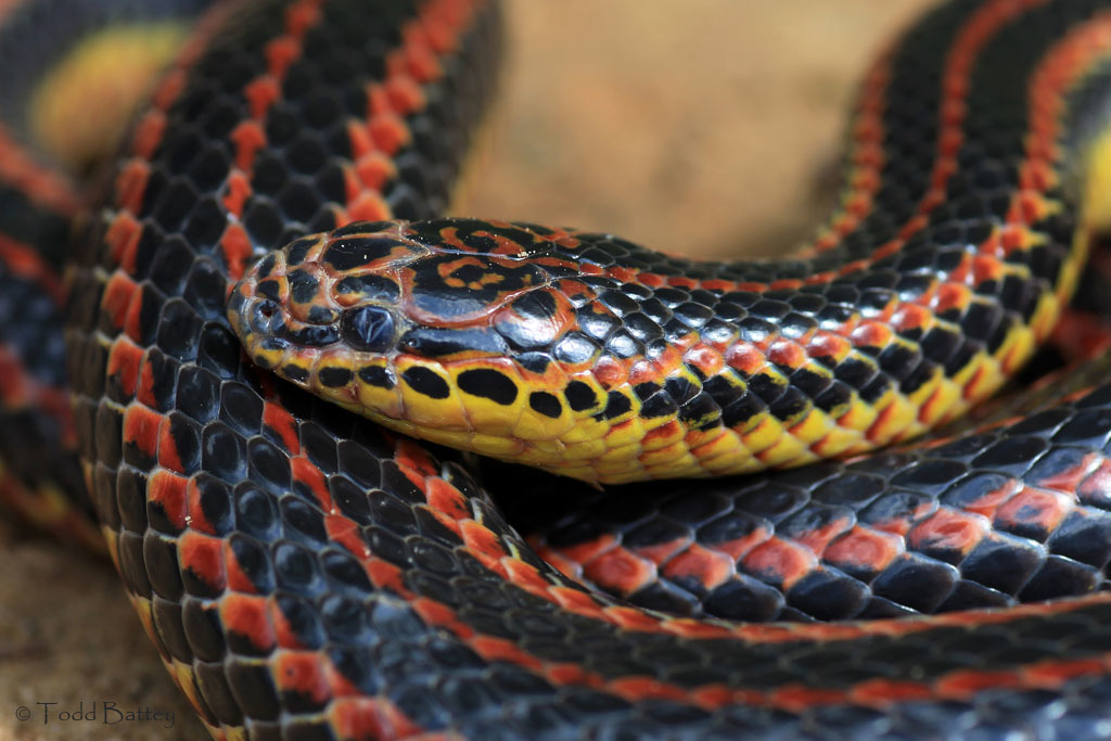 Rainbow Snake – Reptiles and Amphibians of Mississippi