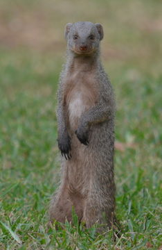 Image of Banded Mongoose