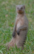 Image of Banded Mongoose