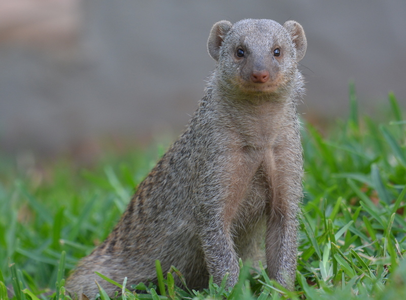 Image of Banded Mongoose