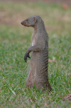 Image of Banded Mongoose