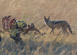 Image of Black-backed Jackal