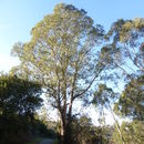 Image of manna gum