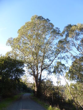 Imagem de Eucalyptus viminalis Labill.