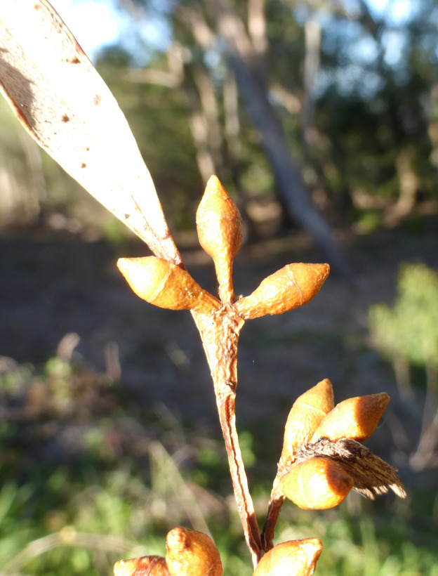 Imagem de Eucalyptus viminalis Labill.