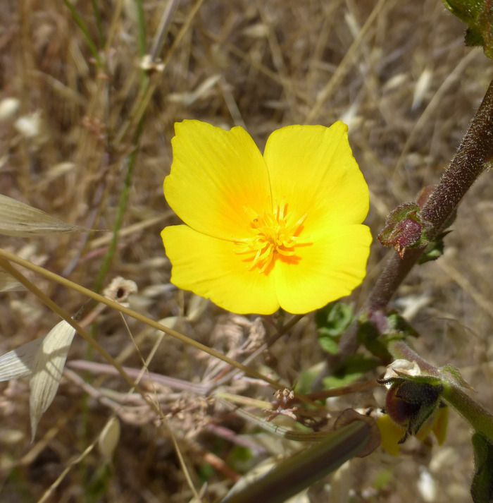 Image of California poppy