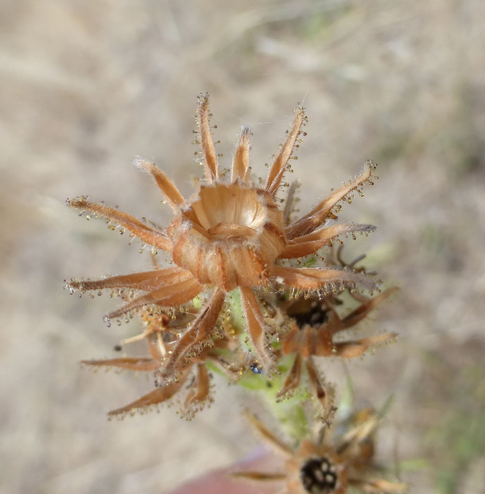 Слика од Madia gracilis (Sm.) Keck & J. Clausen ex Applegate