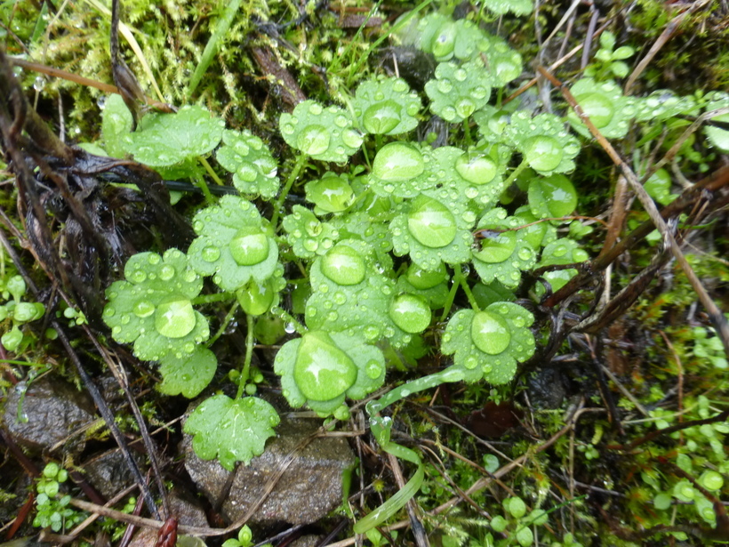 Image of delicate buttercup