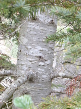 Image of Cascade Fir