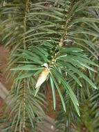 Image of Bristlecone Fir