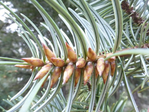 Image of Bristlecone Fir