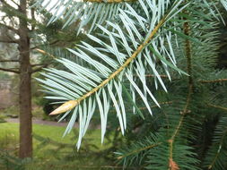 Plancia ëd Abies bracteata (D. Don) A. Poit.