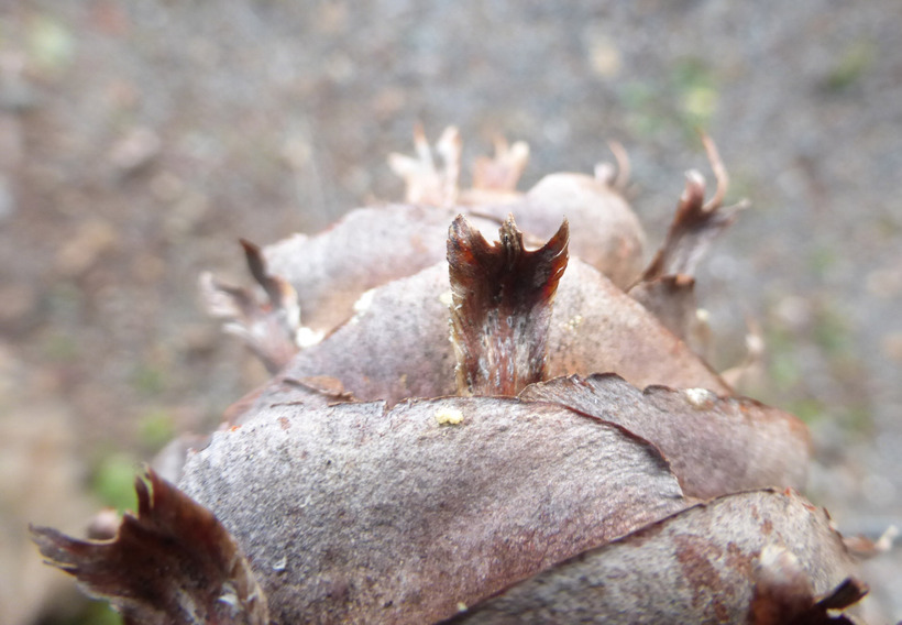 Image of bigcone Douglas-fir