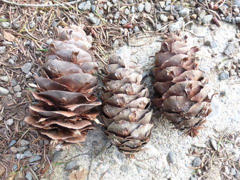 Image of bigcone Douglas-fir