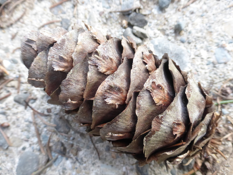 Image of bigcone Douglas-fir