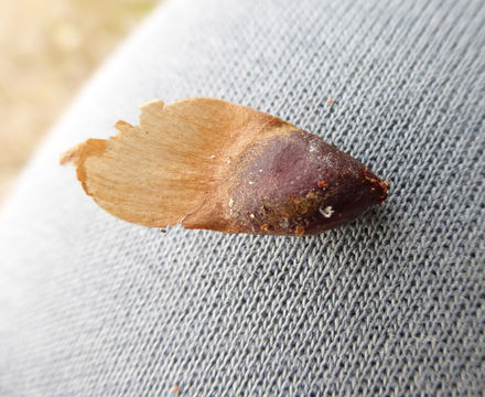 Image of bigcone Douglas-fir