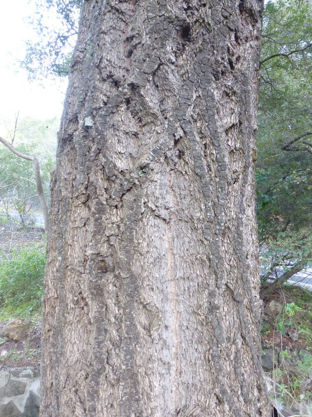 Image of bigcone Douglas-fir