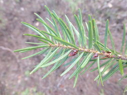 Image of bigcone Douglas-fir