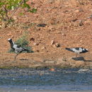 Image of Blacksmith Lapwing