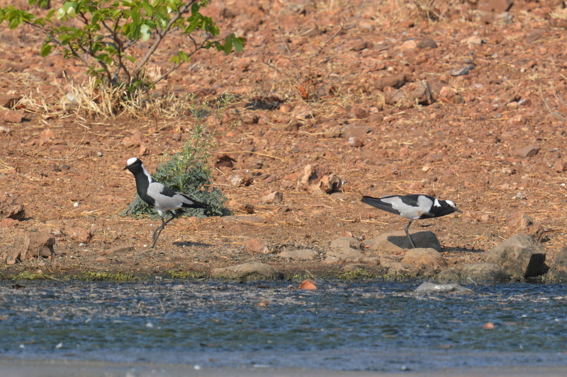 Image of Blacksmith Lapwing