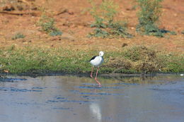 Image de echasse blanche