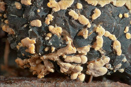 Image of Clonostachys rosea (Link) Schroers, Samuels, Seifert & W. Gams 1999
